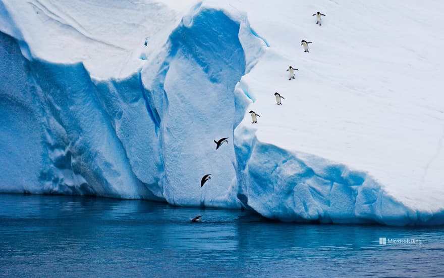 Adélie penguins, Antarctica