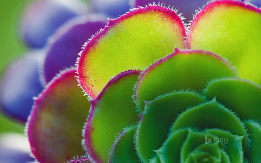 Aeonium leaf detail