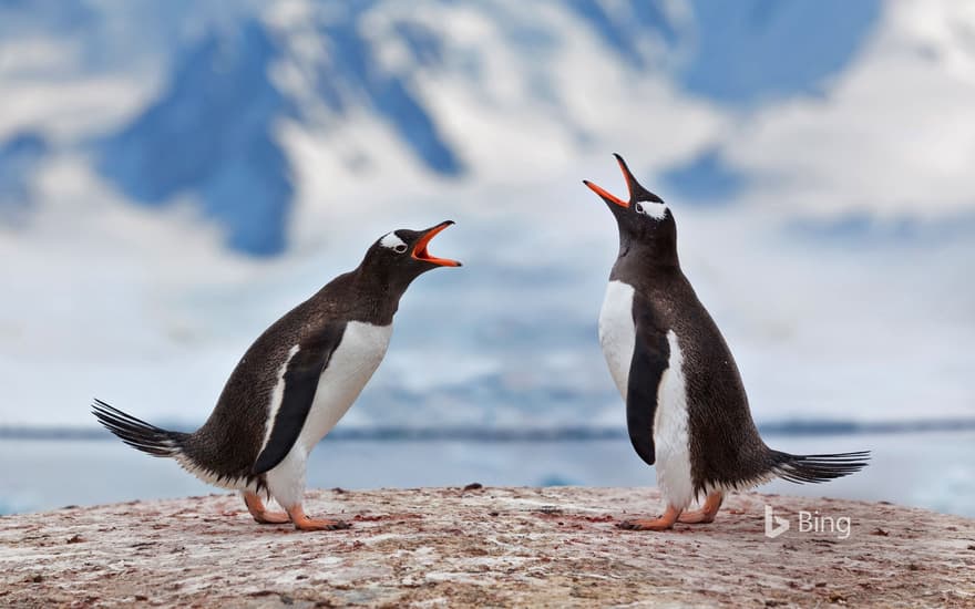 Gentoo penguins in Antarctica