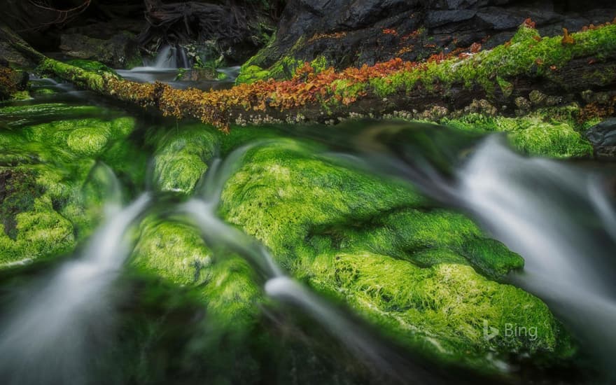 A forest stream in Gwaii Haanas National Park Reserve and Haida Heritage Site, Haida Gwaii, British Columbia, Canada