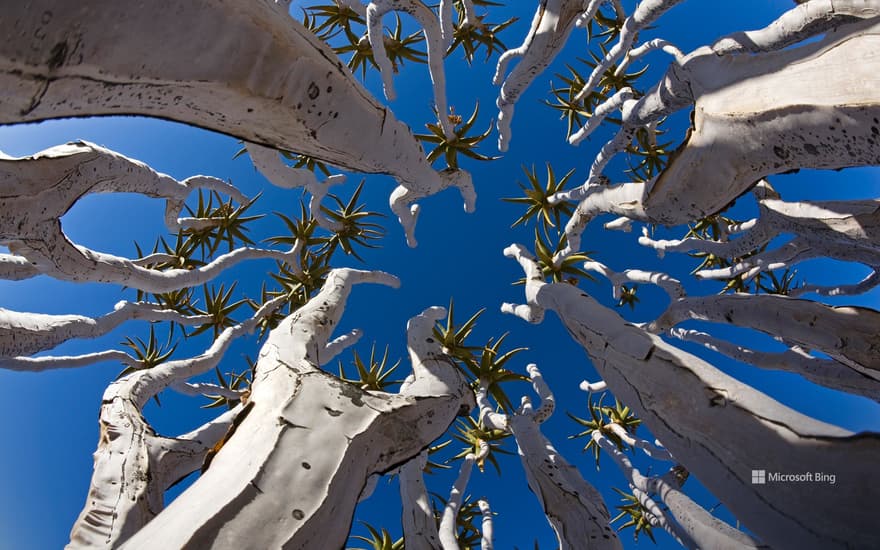 Quiver trees in Namibia