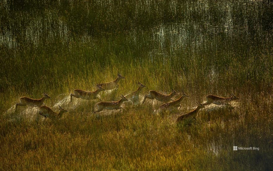 Red lechwe herd crossing marshy plain of Okavango Delta, Botswana