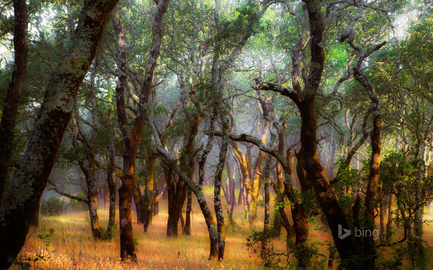 Foothill Regional Park near Windsor, California