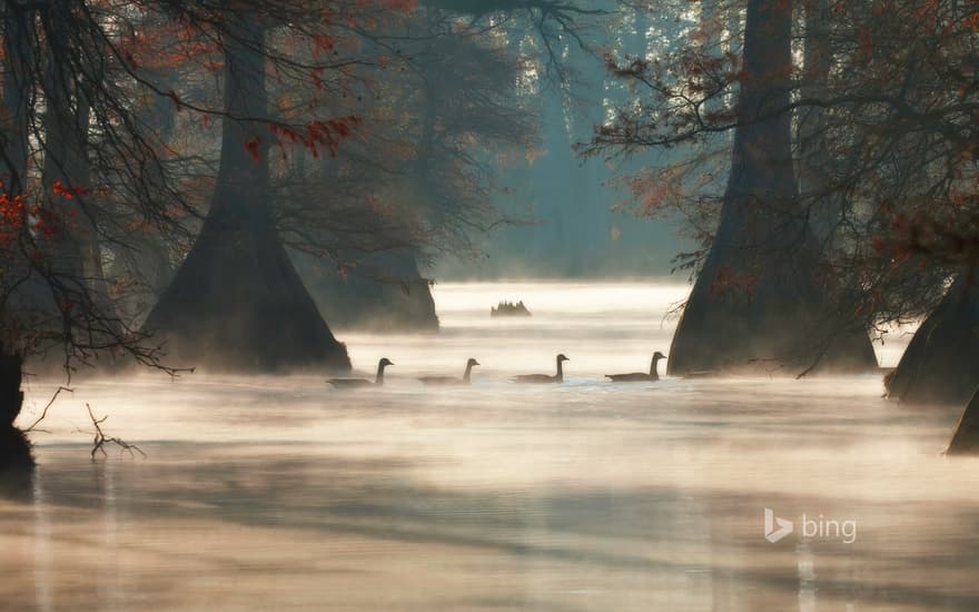 Canada geese in Hills Lake, Pulaski County, Arkansas