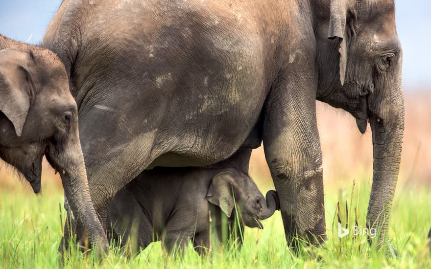 Asiatic elephants at Jim Corbett National Park, India