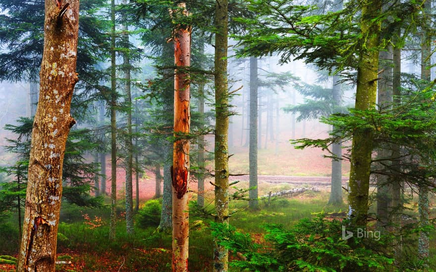 Autumn in a pine forest, Les Vosges, France