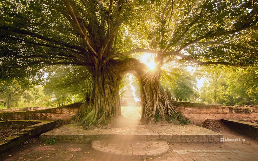 Wat Phra Ngam, Ayutthaya Historical Park, Thailand