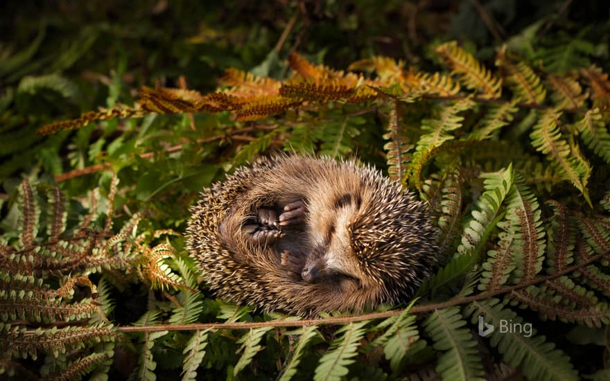 Baby hedgehog