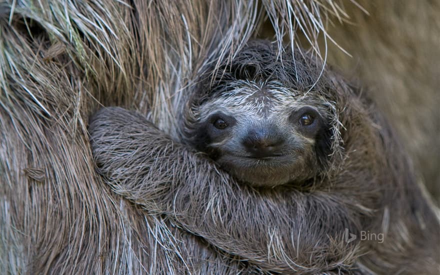 Newborn brown-throated sloth with mother, Sloth Sanctuary of Costa Rica