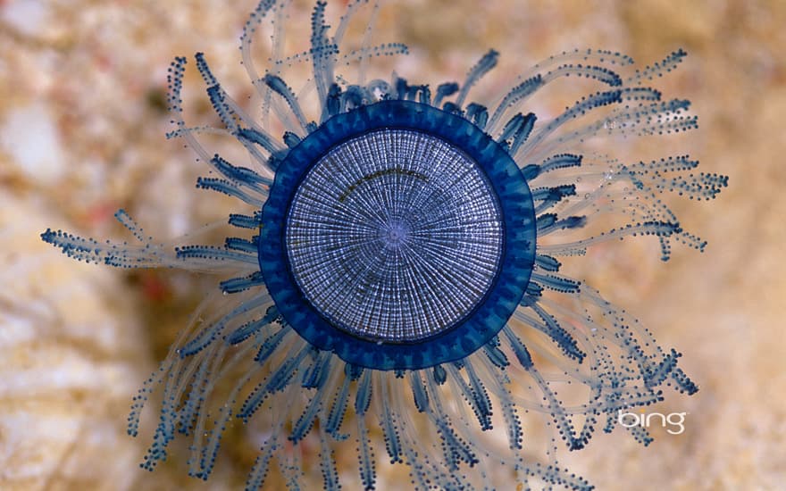 Blue button near the Cayman Islands, Caribbean