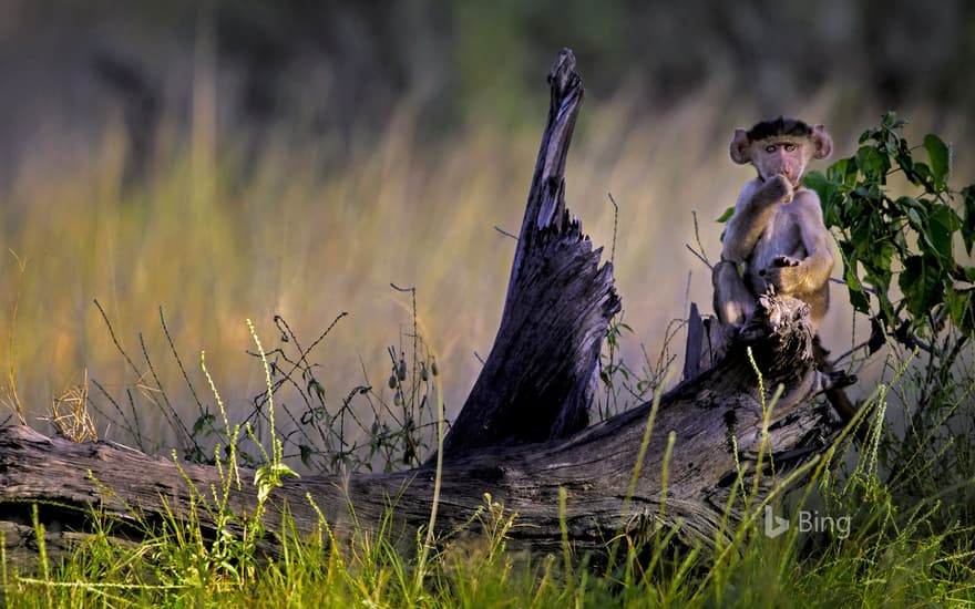 Young chacma baboon in Moremi Game Reserve, Okavango Delta, Botswana