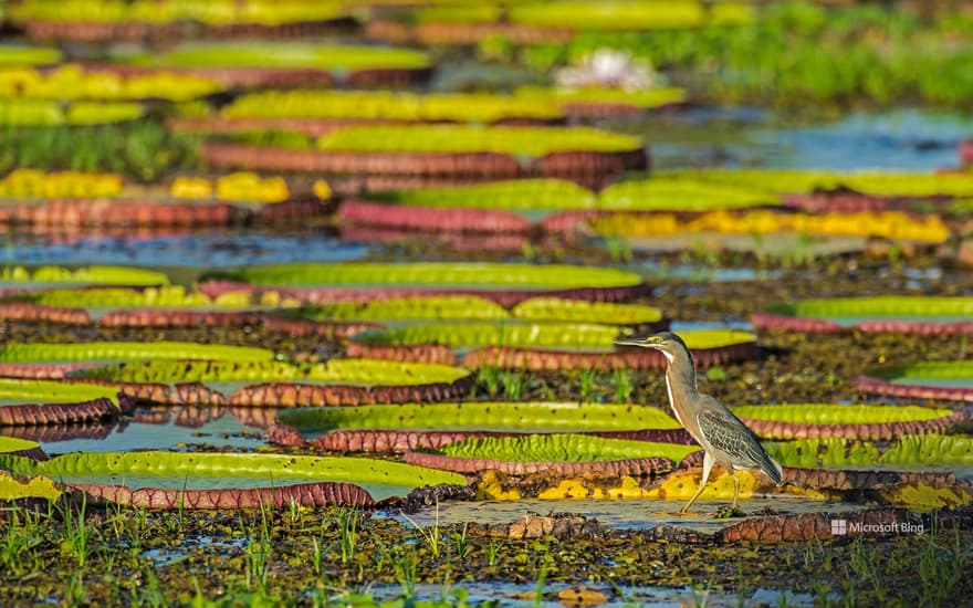 Striated heron on a Victoria water lily, Pantanal, Brazil