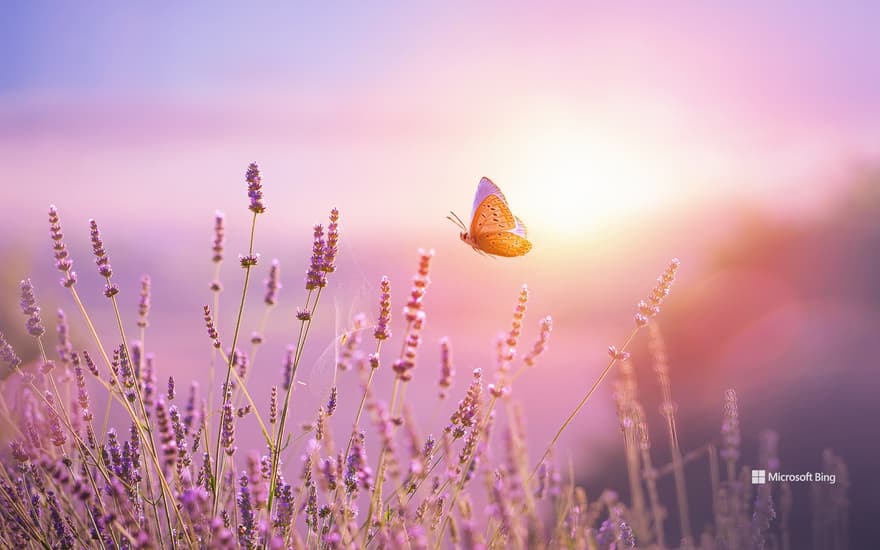 Butterfly and lavender flower at sunrise, France