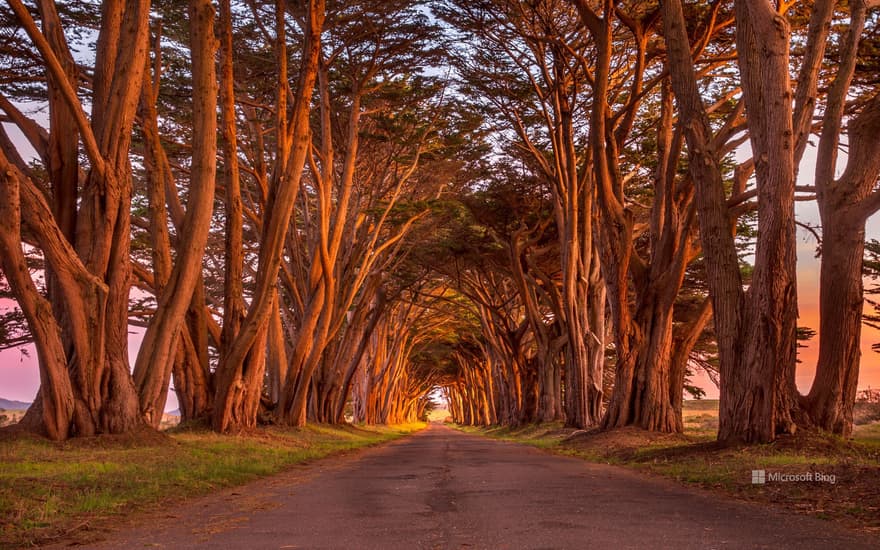 Cypress tree tunnel, Point Reyes National Seashore, California, USA