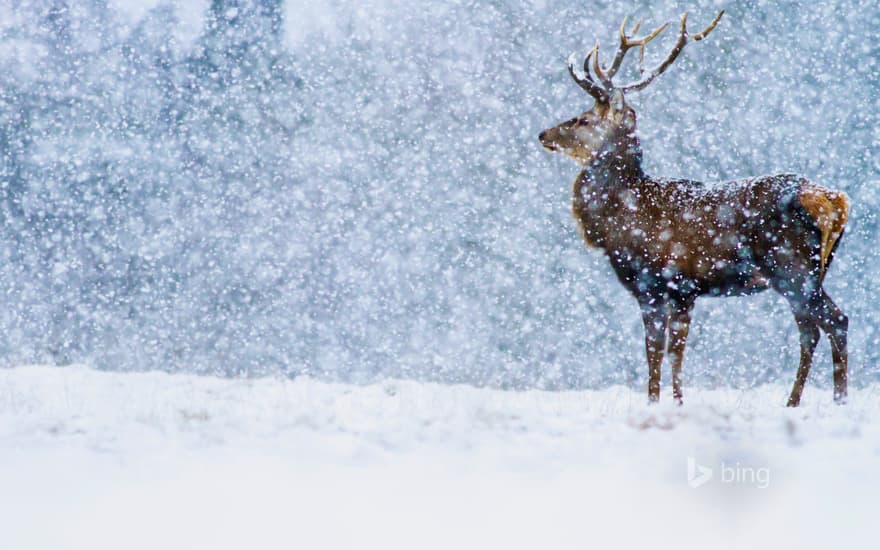 Red Deer (Cervus elaphus) stag in snowfall, Derbyshire, England, United Kingdom