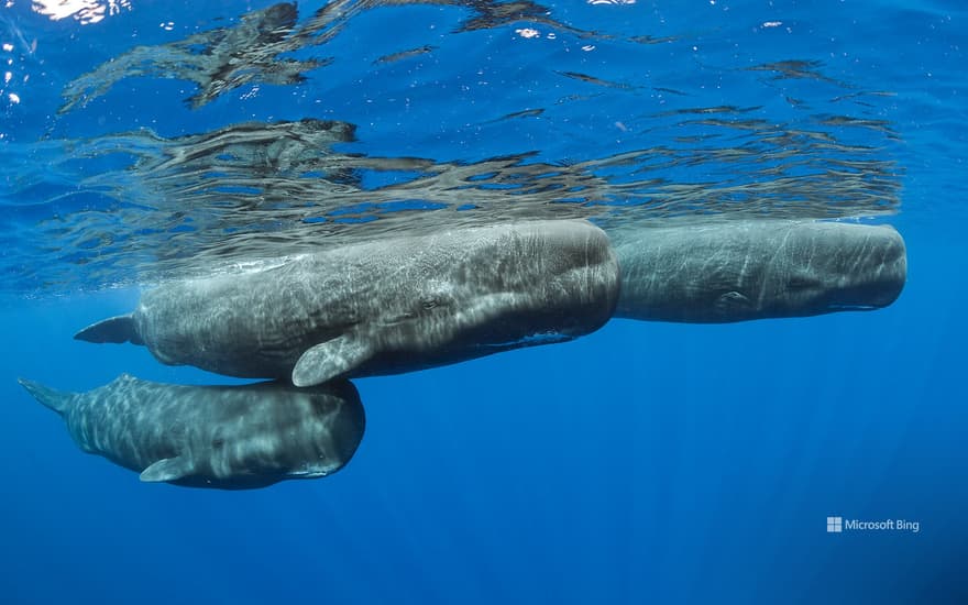 Sperm whale pod surfacing, Dominica