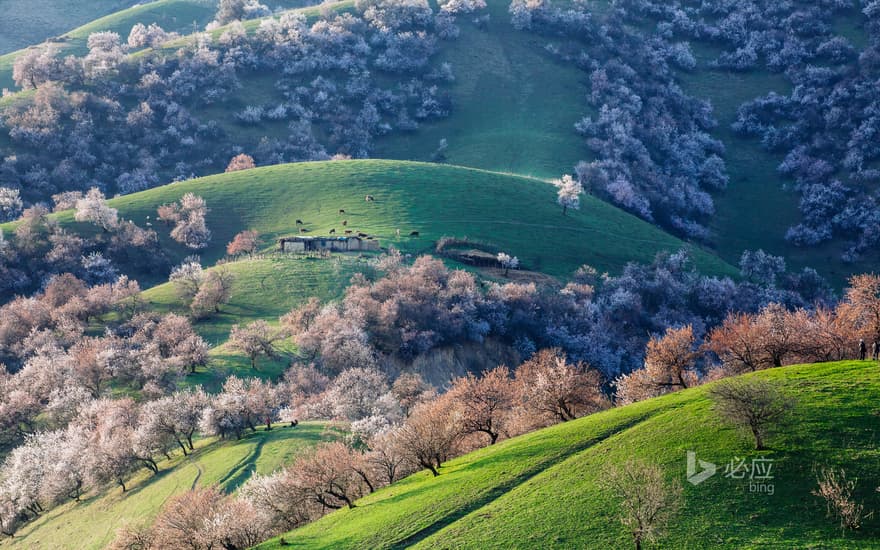 Spring Dreamland in Xinjiang Xinyuan County in April