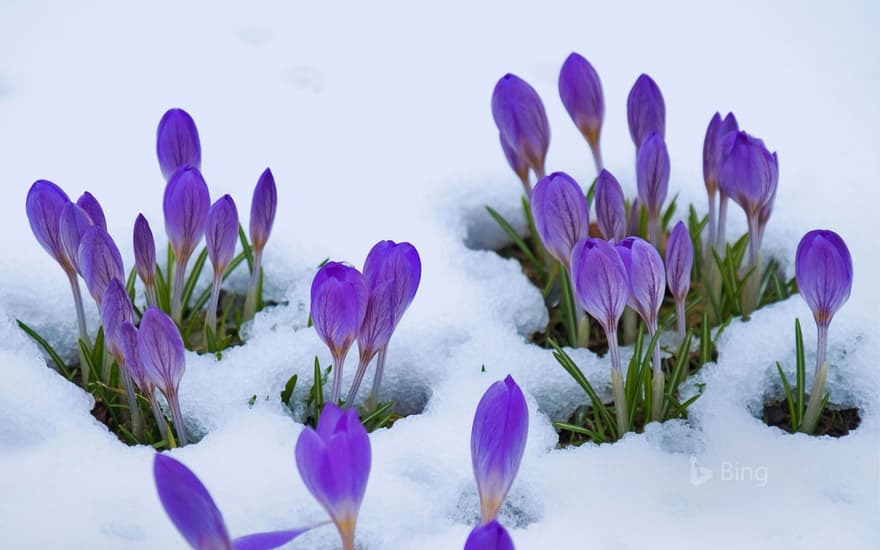 Crocus flowers