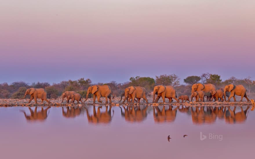 Elephants at Kruger National Park, South Africa