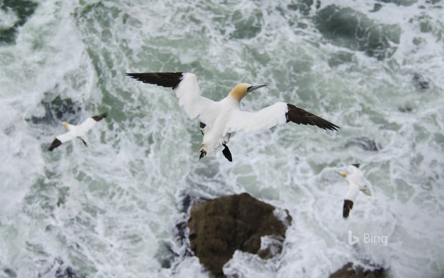 Northern gannet (Morus bassanus) in flight, Troupe Head RSPB Reserve, Aberdeenshire