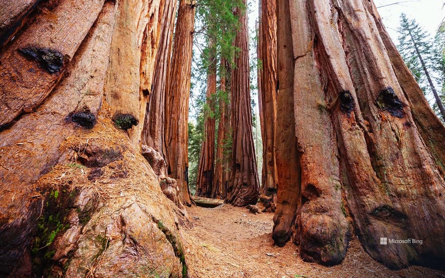 Giant sequoias, Sequoia National Park, California, USA