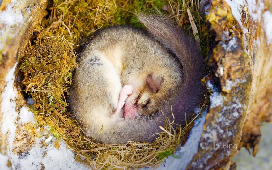 Edible dormouse sleeping, Alsace, France