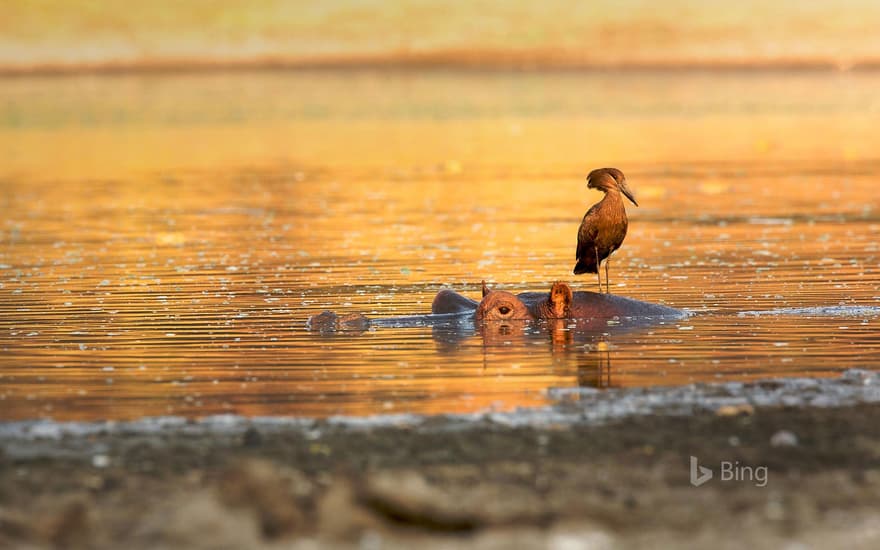 Hamerkop standing on a hippo, Mana Pools National Park, Zimbabwe