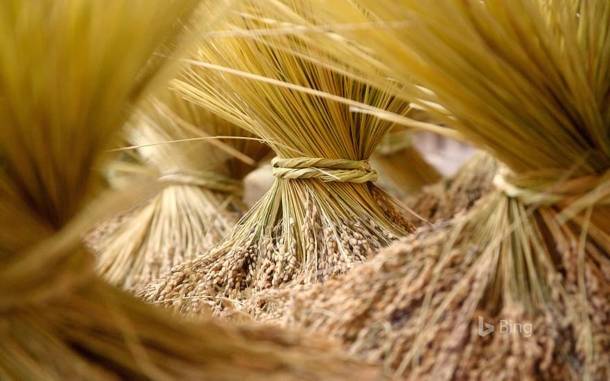 [Autumn Equinox Today] Harvest of Straw Bunches, Longsheng County, Guangxi