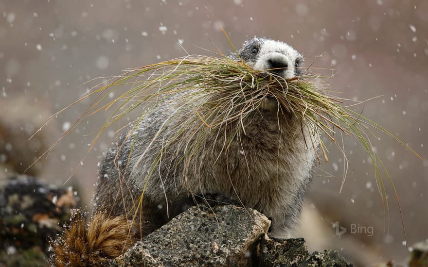 Hoary marmot in Denali National Park, Alaska