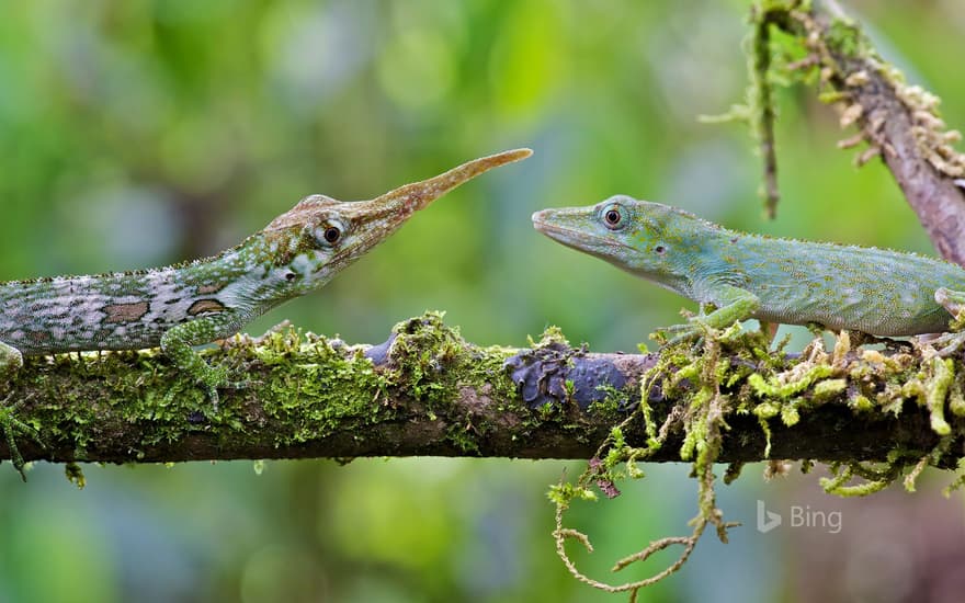 Male and female Ecuadorian horned anoles in Mindo, Ecuador