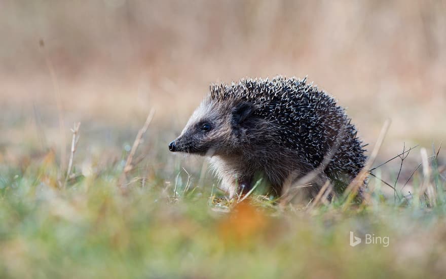 European hedgehog in Emsland, Germany