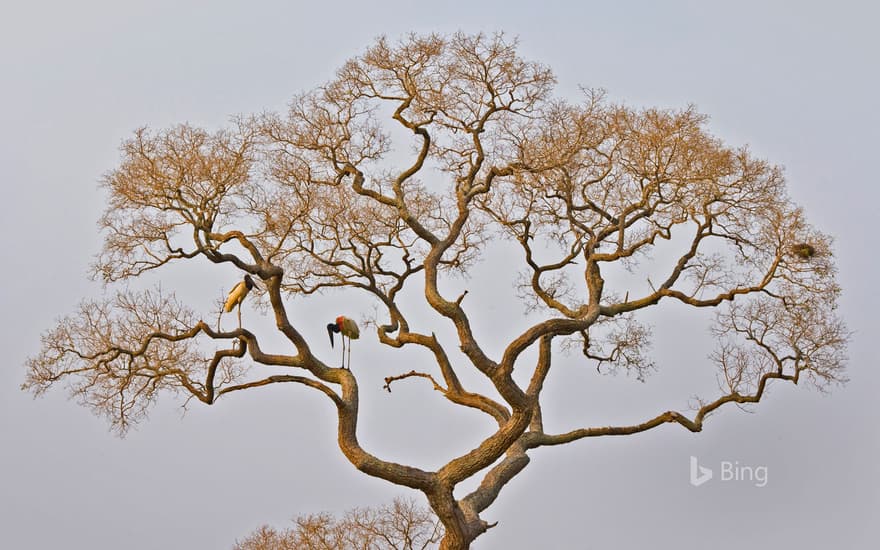 Jabiru storks in the Pantanal of Brazil