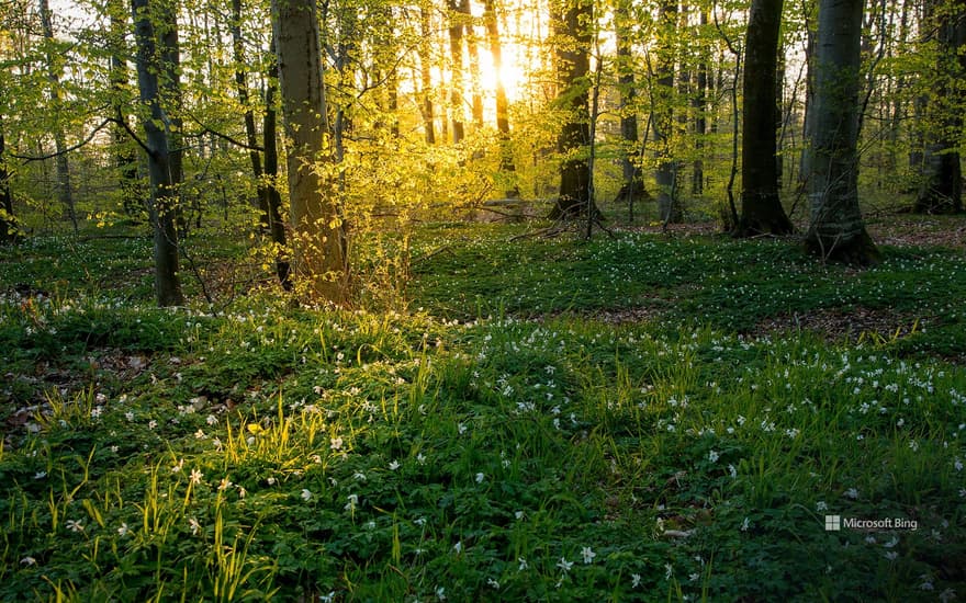 Beech trees and wild anemones, Jutland, Denmark