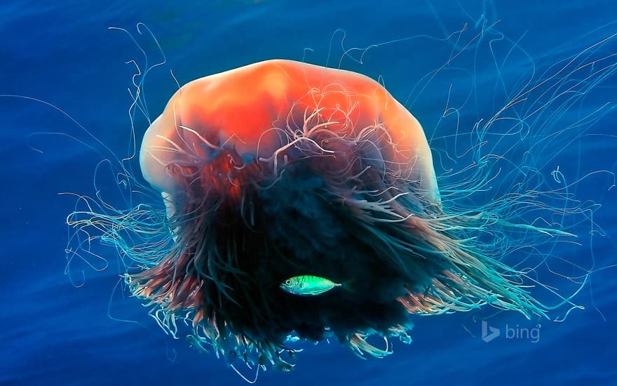 Lion's mane jellyfish