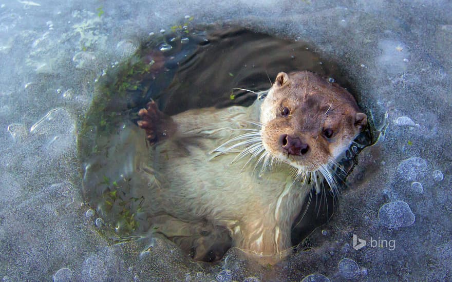 European otter near Lelystad, Netherlands