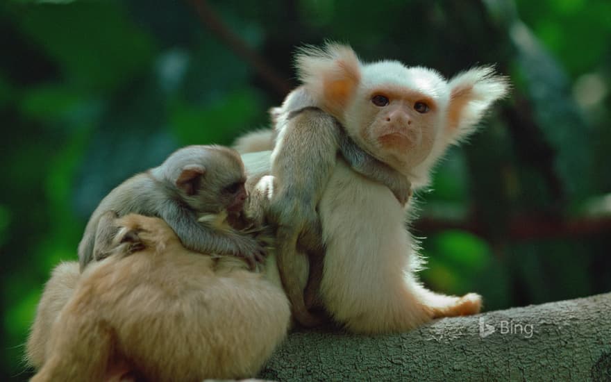 A gold-and-white marmoset and his young in the Amazon Rainforest, Brazil