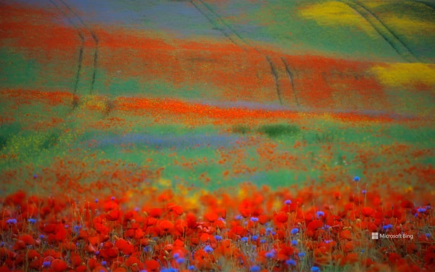 Blooming poppies and cornflowers in a rape field, Penzlin