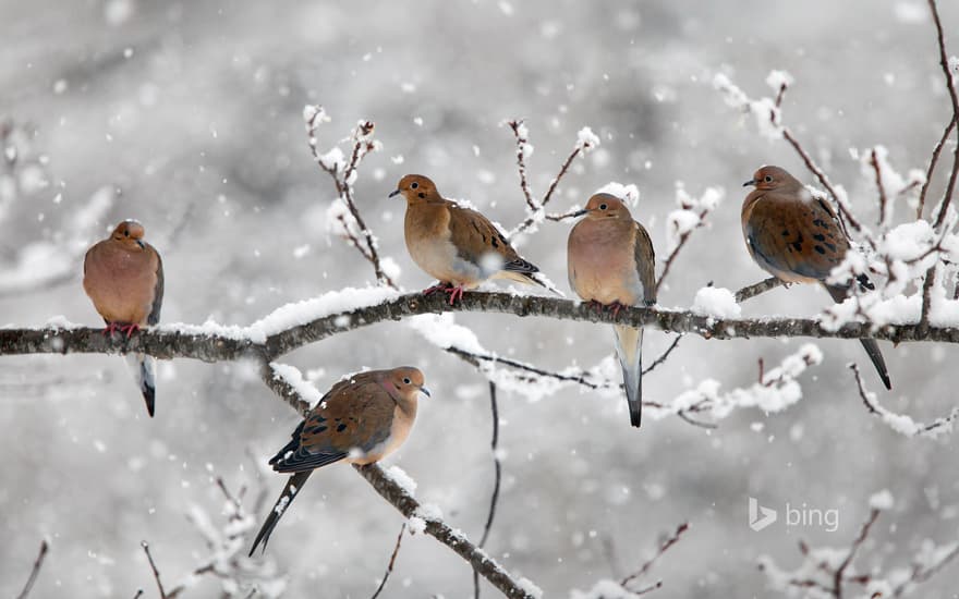 Mourning doves near Bear River, Nova Scotia, Canada