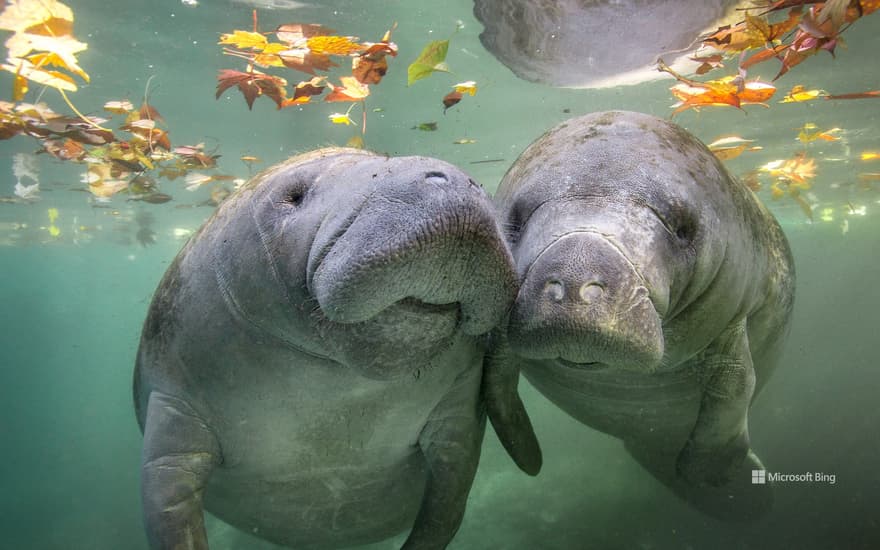 Manatees, Crystal River, Florida