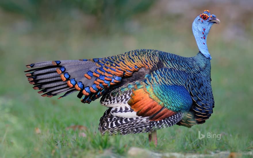 An ocellated turkey in Guatemala