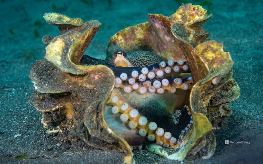 Veined octopus in a giant clam shell, Sulawesi Sea, Indonesia