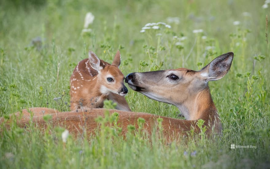 White-tailed deer doe and newborn fawn, Montana