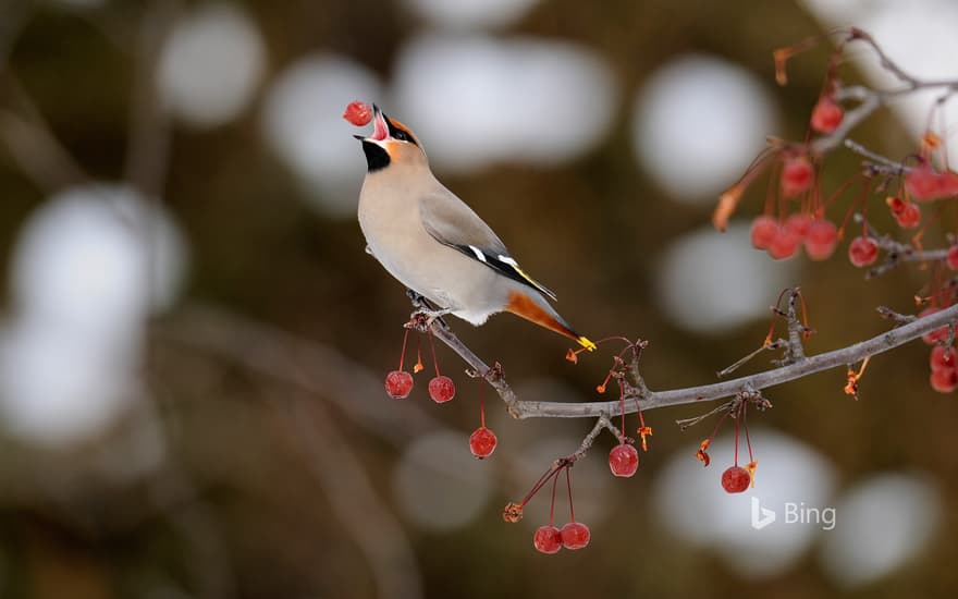 Bohemian waxwing feeding on crab apples, Sudbury, Ontario, Canada