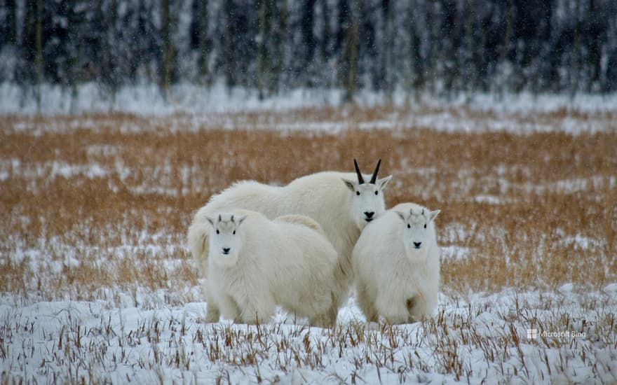 Mountain goats, Yukon, Canada