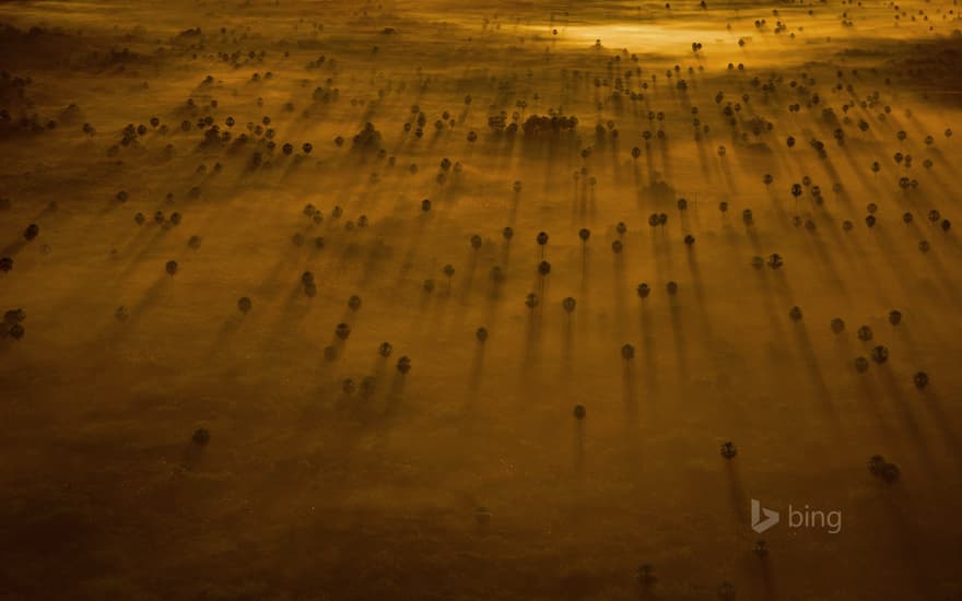 Trees peek through the mist over the Pantanal in Brazil