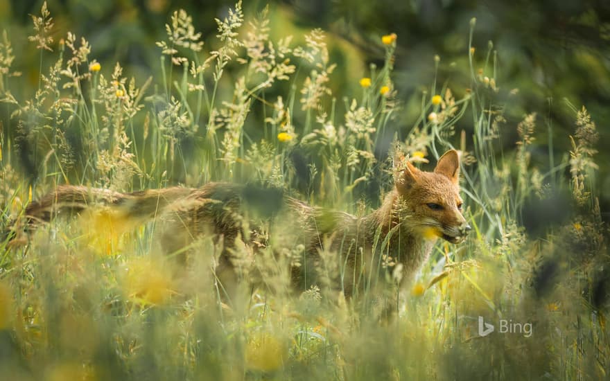 Pampas fox in Santa Catarina, Brazil