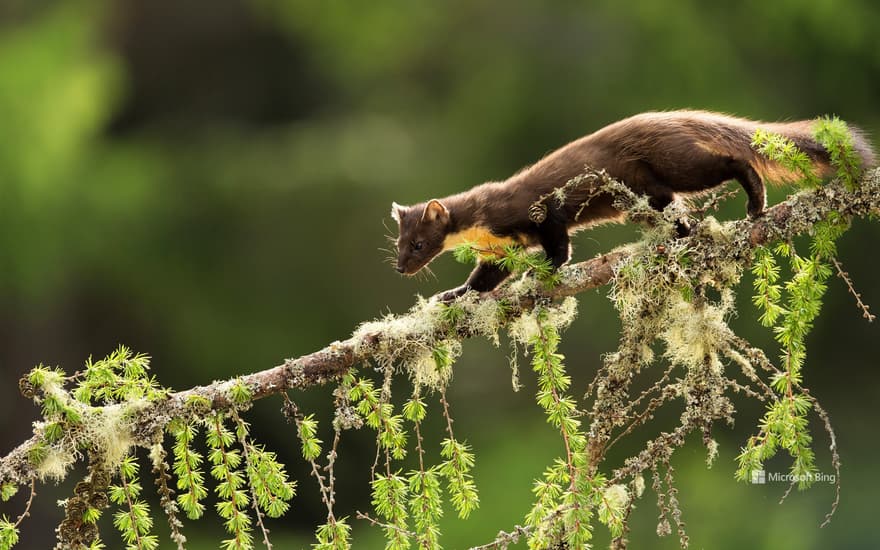 Pine Marten (Martes martes) on larch branch, Perthshire