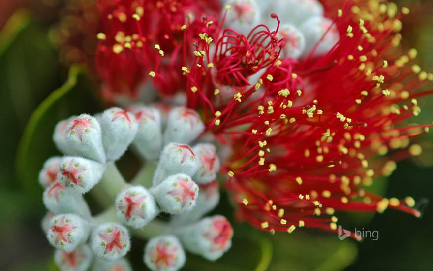 Pōhutukawa (Metrosideros excelsa) tree blossoms on the Hauraki Gulf Coast, North Island, New Zealand