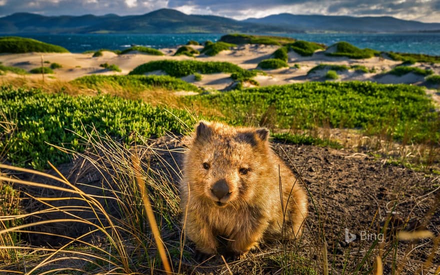 A common wombat at Point Lesueur on Maria Island in Tasmania, Australia