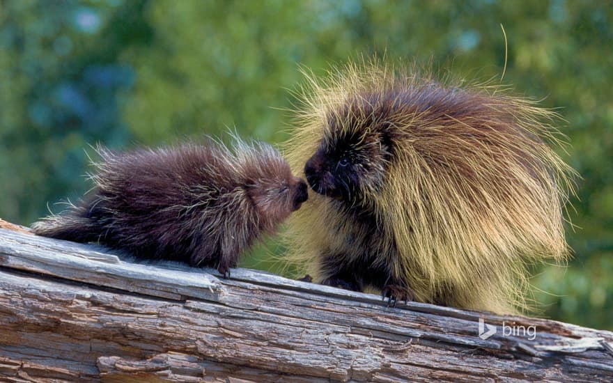 Porcupines in Glacier National Park, Montana